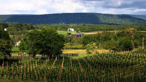 Sunset Hills Vineyard: Eco-Friendly Wine Excellence in Virginia Image